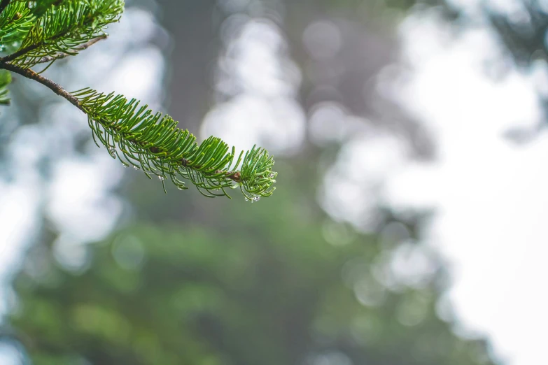 closeup s of a small fir tree