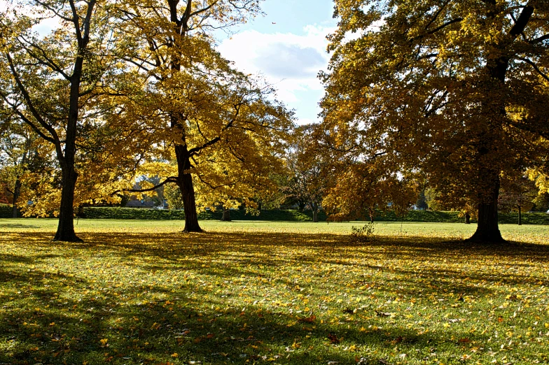 some trees with yellow leaves in the park