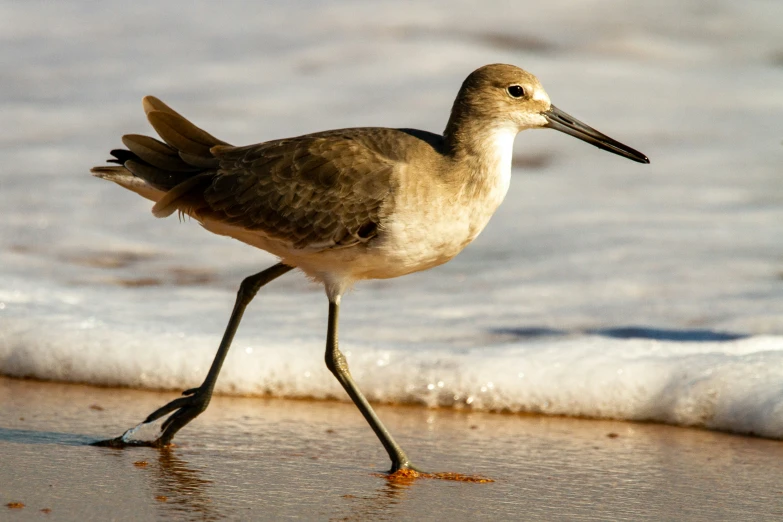 a brown and white bird with a long bill walks on sand next to the ocean