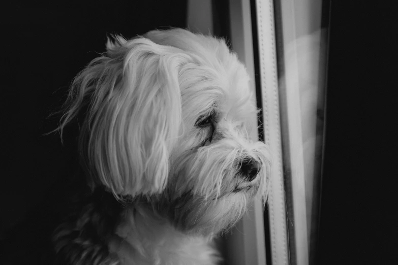a dog looking out of a window at someone
