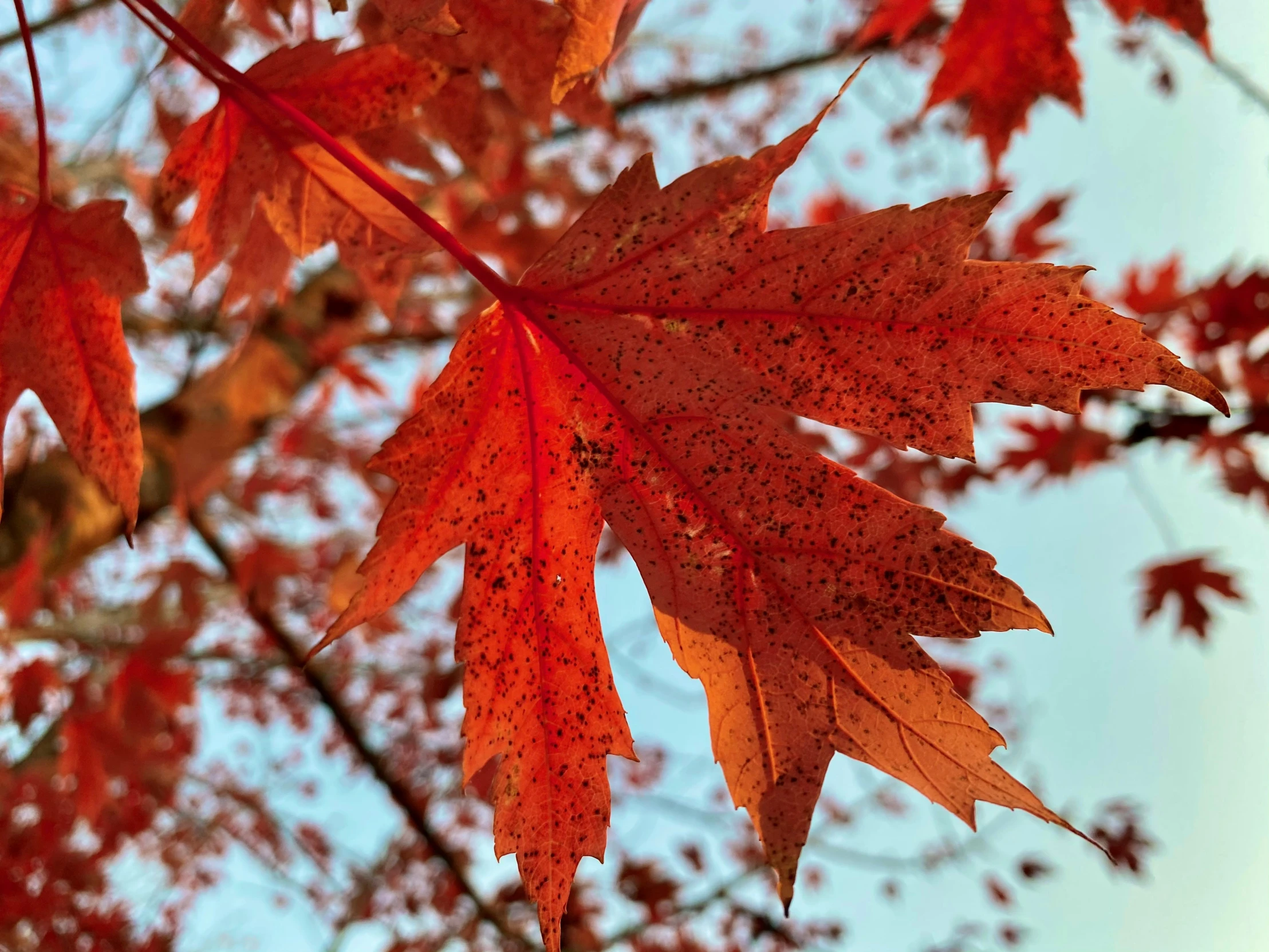 leaves that have some very pretty colors on them