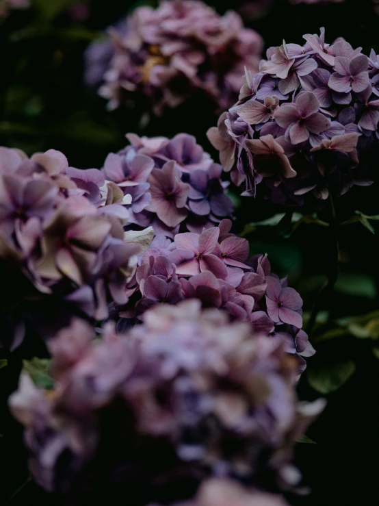 a bunch of purple flowers growing on the tree