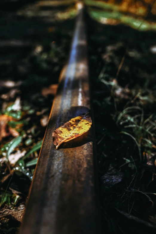 a wooden rail with a plant growing on it in the sun