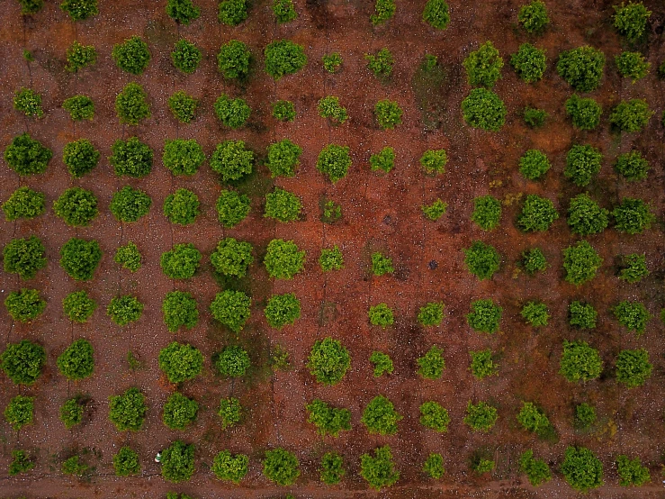 a view from above of several small green plants on red soil