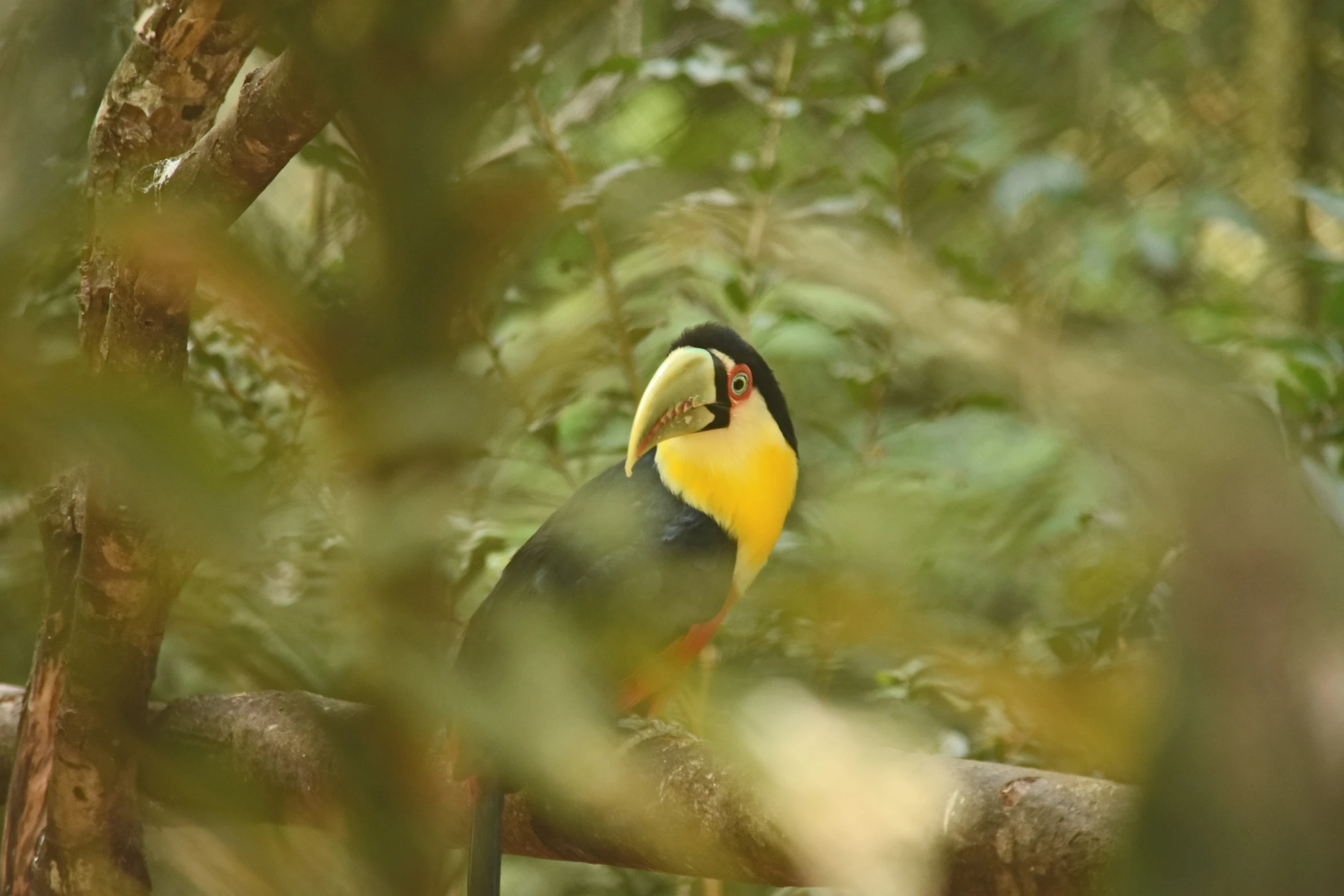 colorful black and yellow bird sitting on a nch