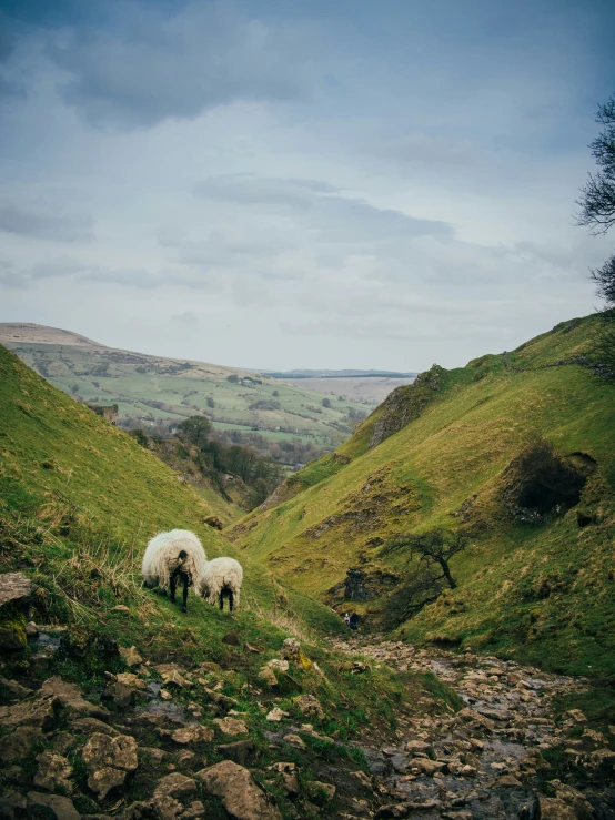 two sheep graze on grass on the side of a hill