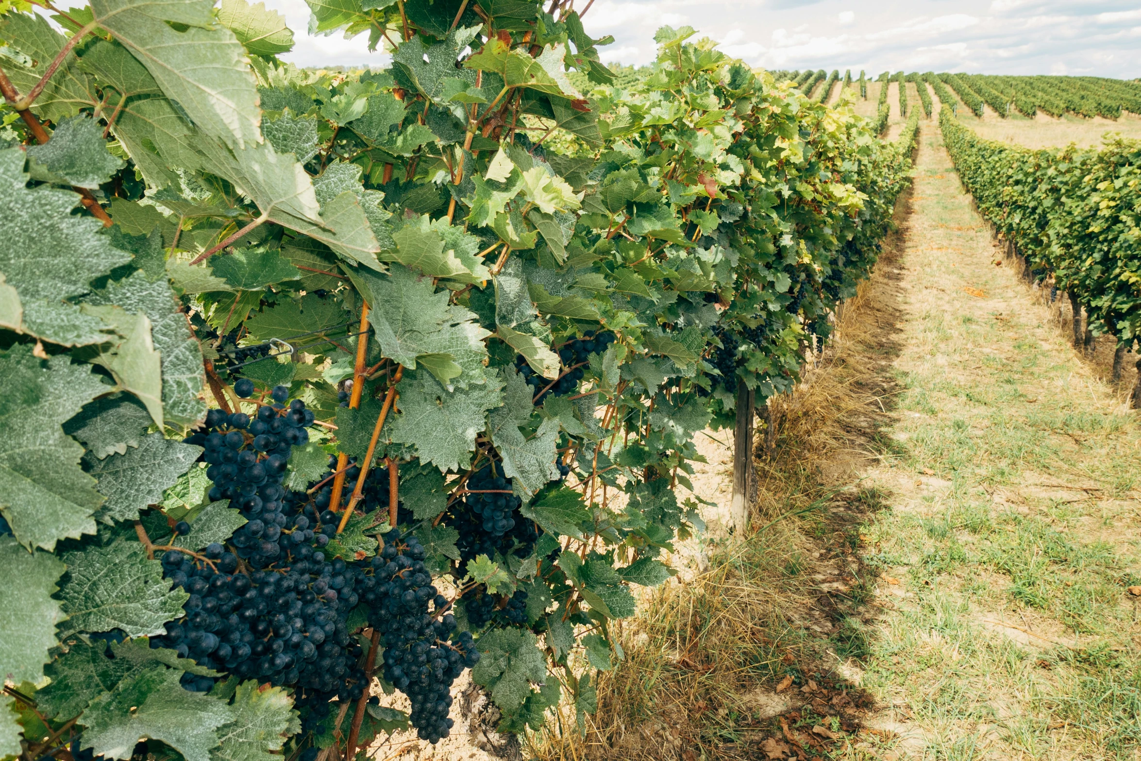 the vineyard at a vineyard has many fresh fruit