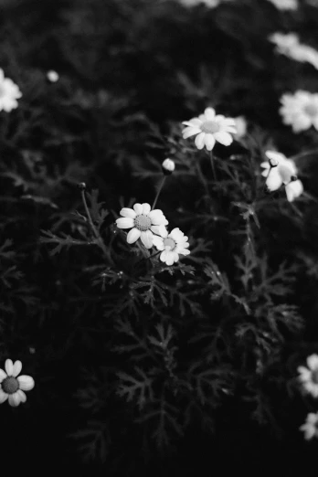black and white po of flowers on bushes