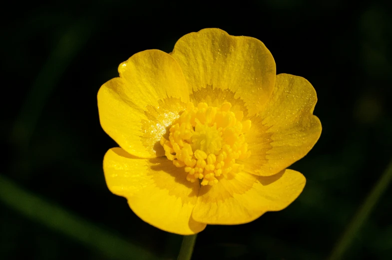 yellow flower with green background, showing center