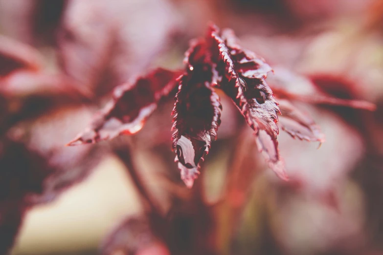 a close up of red plants with brown leaves