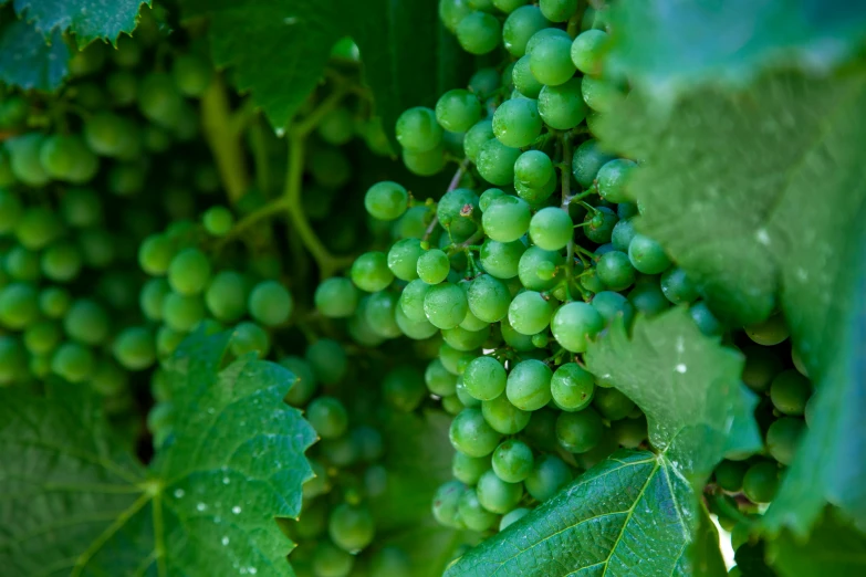 the cluster of green gs growing on the vine