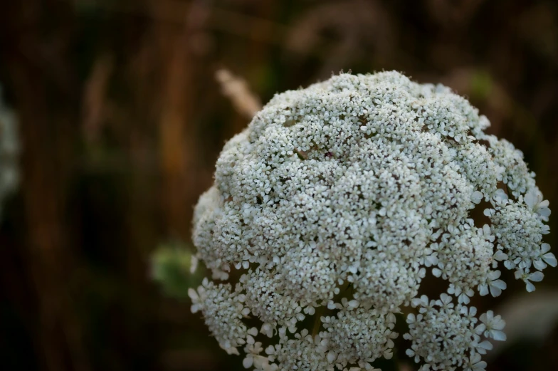 a closeup of a plant with small white flowers