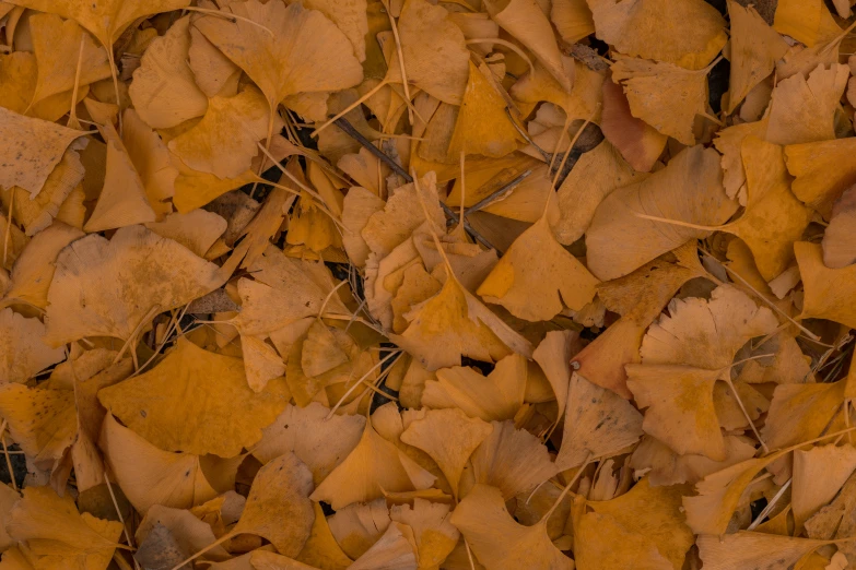 yellow leaves laying on the ground at night