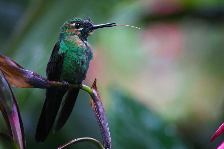 a small green hummingbird perched on a leaf