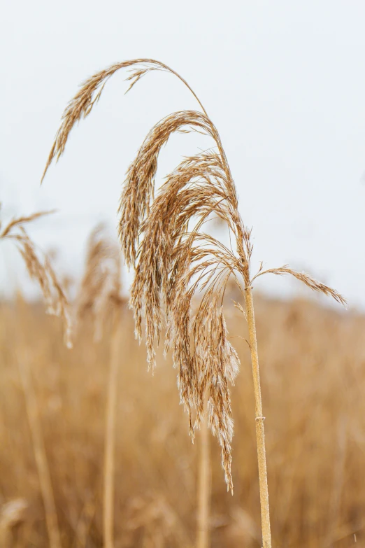 some brown tall grasses blowing in the wind