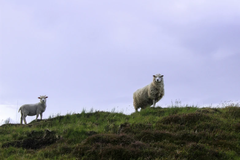 two sheep stand on the grass top