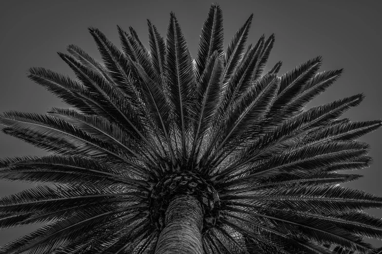 a black and white pograph of a plant with lots of fronds