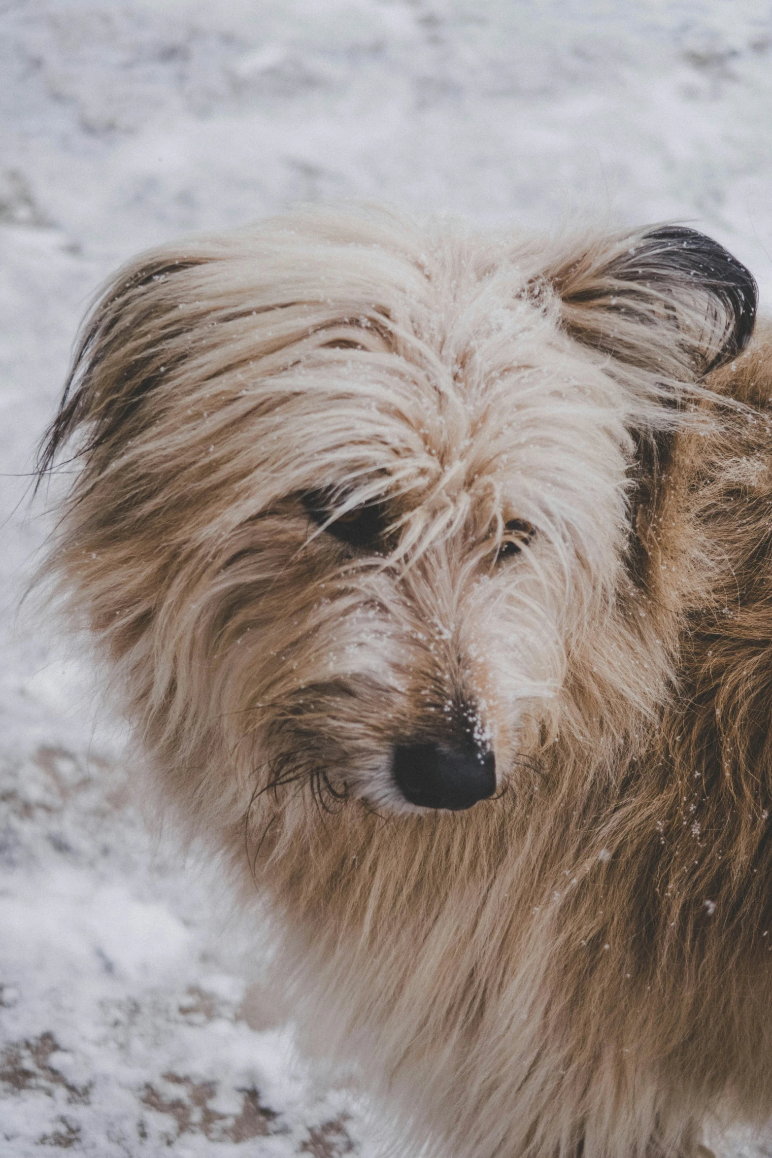 dog standing in the snow staring forward