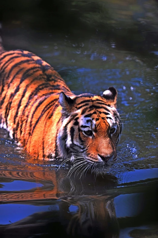 a tiger standing in the water, staring ahead