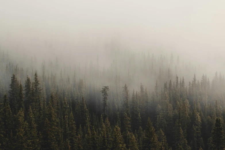 fog rolls in the air over a dense tree covered forest