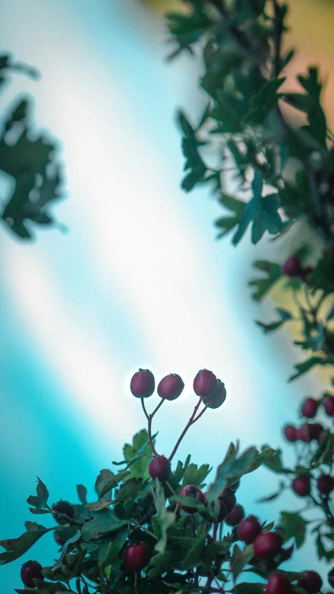 a plant with red berries and leaves in the sun