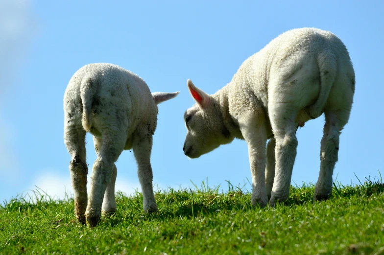 two lambs standing on the top of a grass covered hill