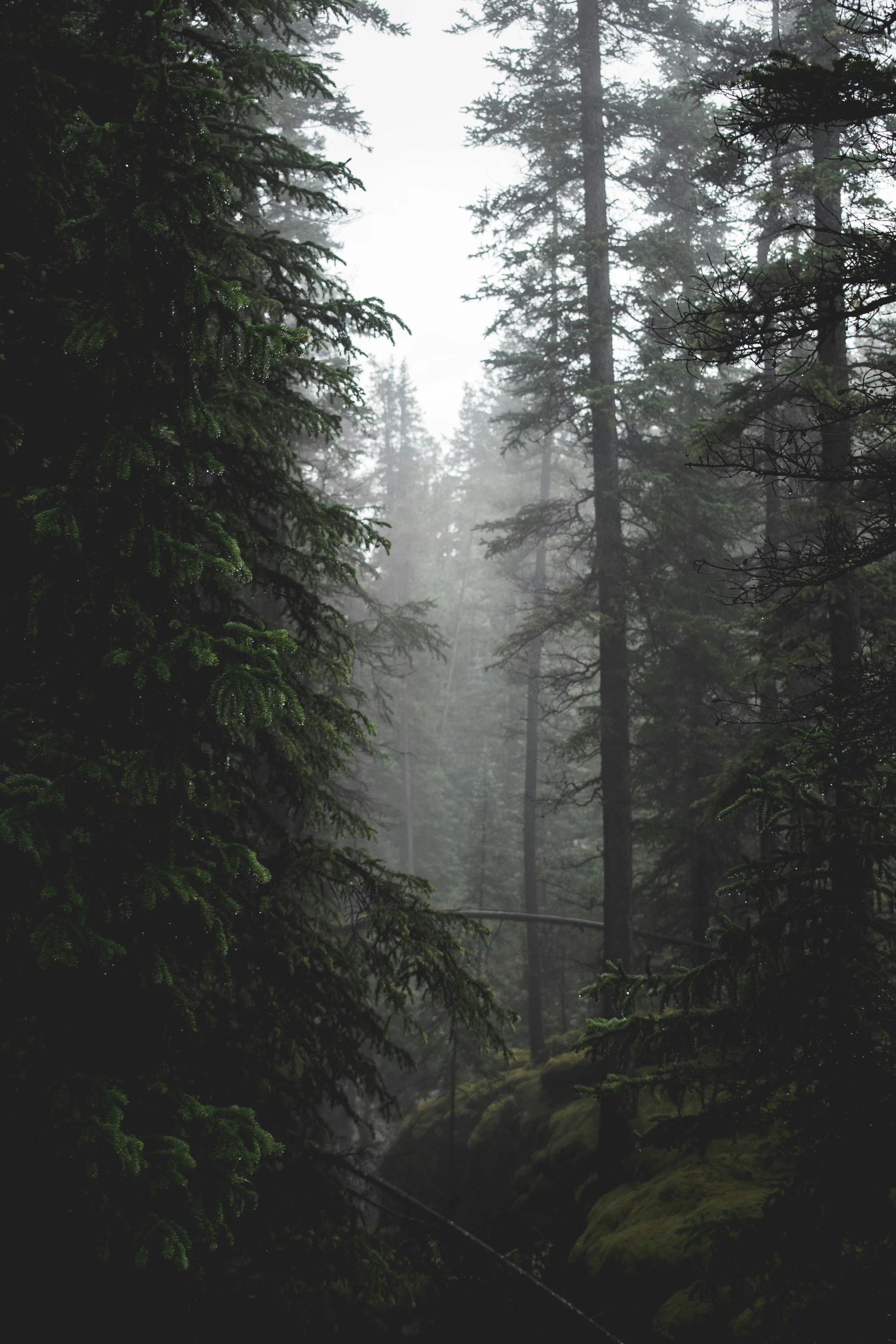 a forest filled with tall pine trees covered in fog