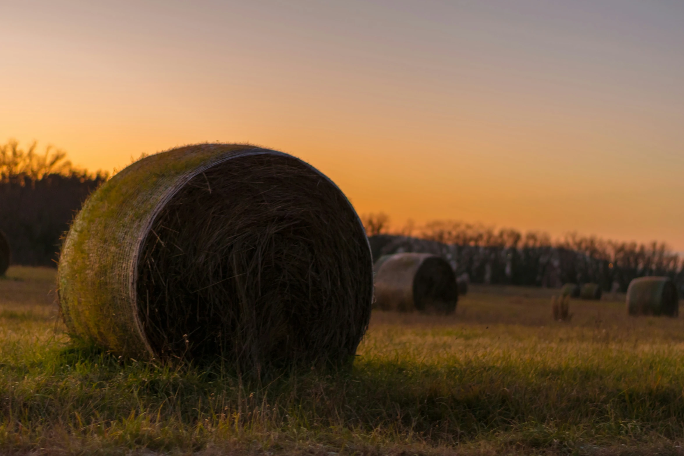 large hay bales sitting on a grassy field at sunset