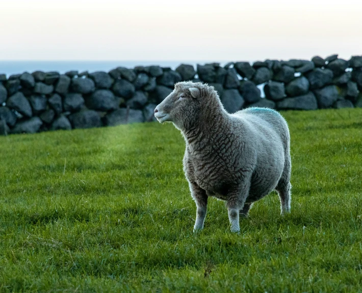 a sheep in an open field with rocks in the background