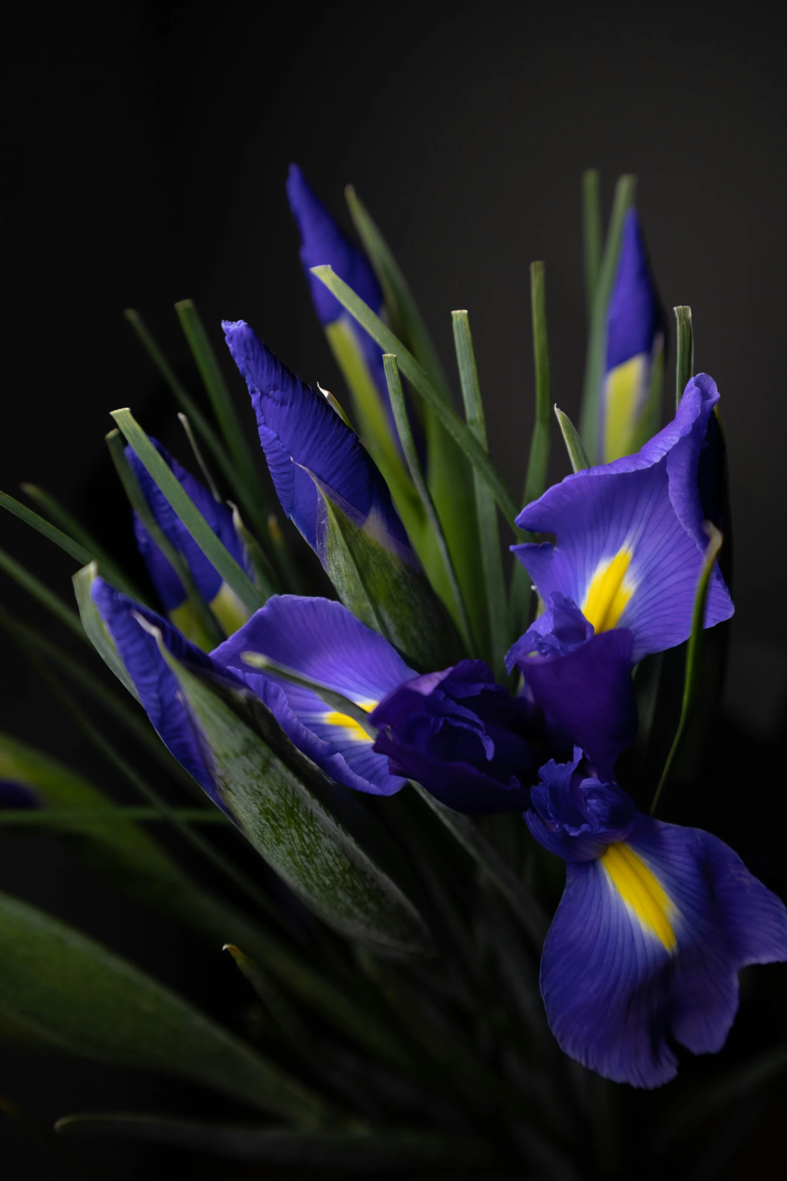 a bunch of purple flowers is next to green stems