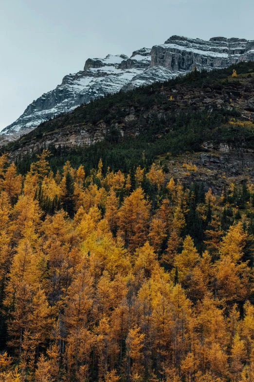 autumn trees stand in the foreground and snow - capped mountains stand behind it