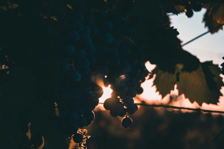 a small group of gs hanging off the nch of a vine