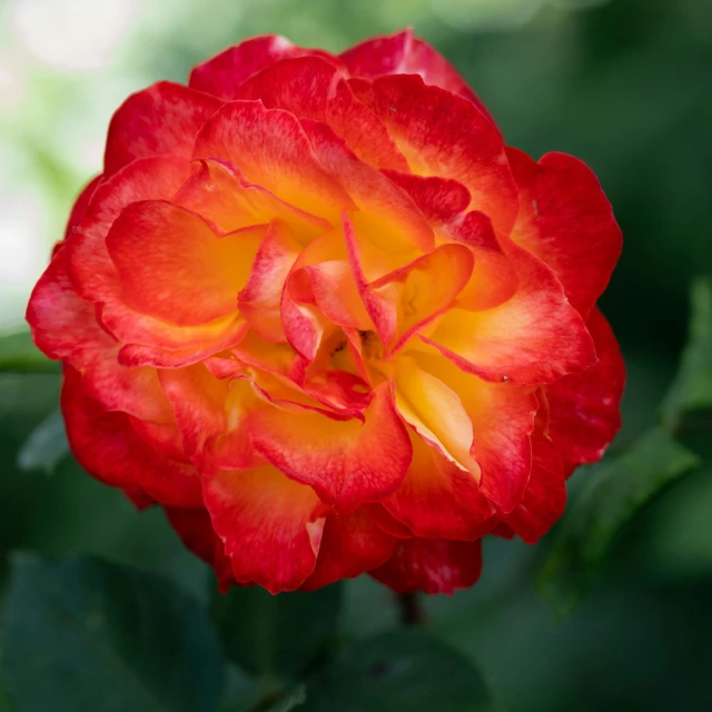 a bright red flower with yellow petals in the foreground