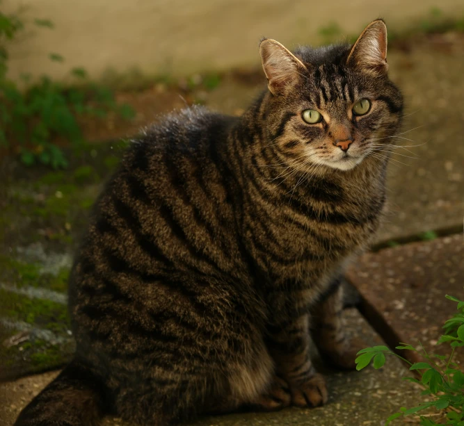 a black striped cat sitting outside in the rain