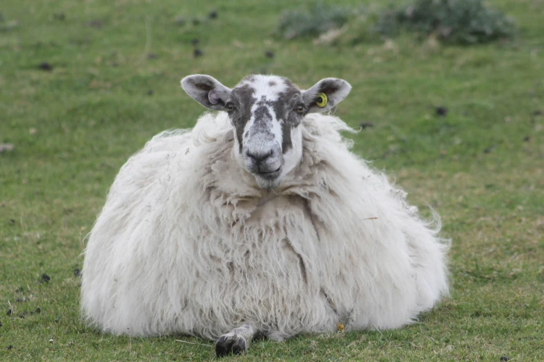 a wooly sheep sitting on top of a lush green field
