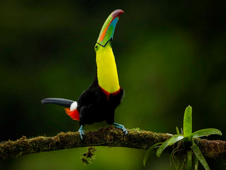 a toucan with a bright orange tail perched on a tree nch