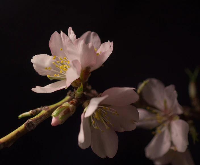 a flower growing from the stem of a tree