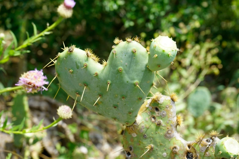 a group of green cactus flowers that are blooming