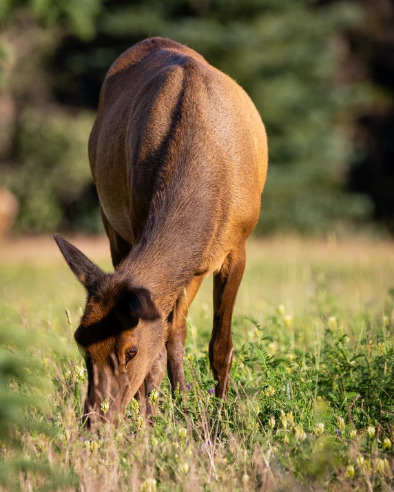 a brown bull eating grass in the field