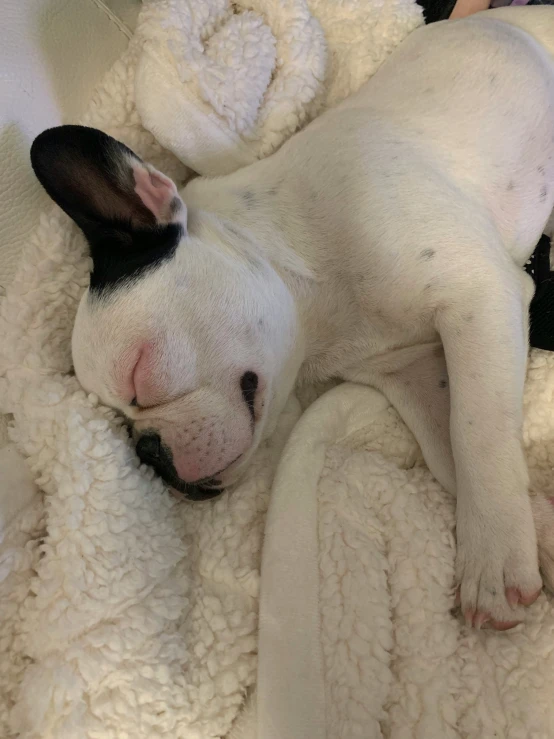 an adorable black and white dog lies on a pile of blankets