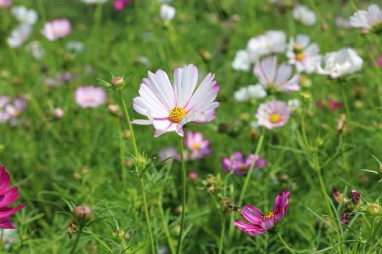 a bunch of white and pink flowers are in the grass