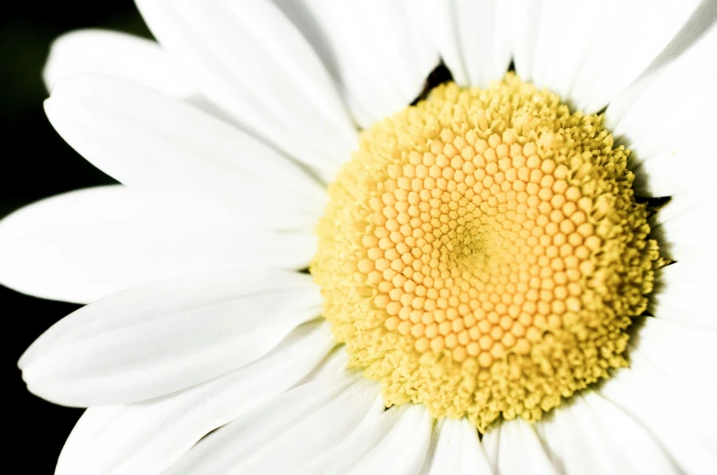 the center of a white daisy with a yellow center