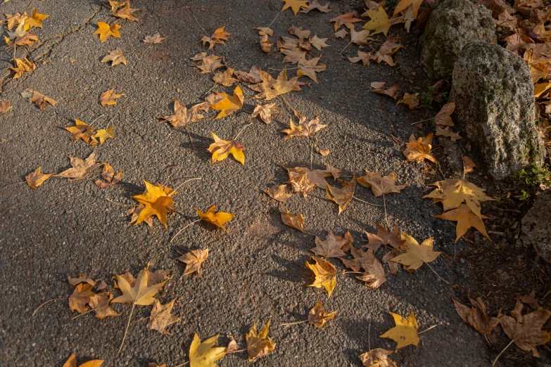 the fall leaves are scattered near an adult elephant