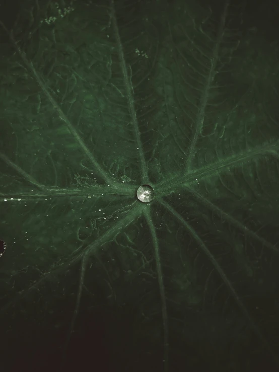 an overhead view of water drops on a leaf