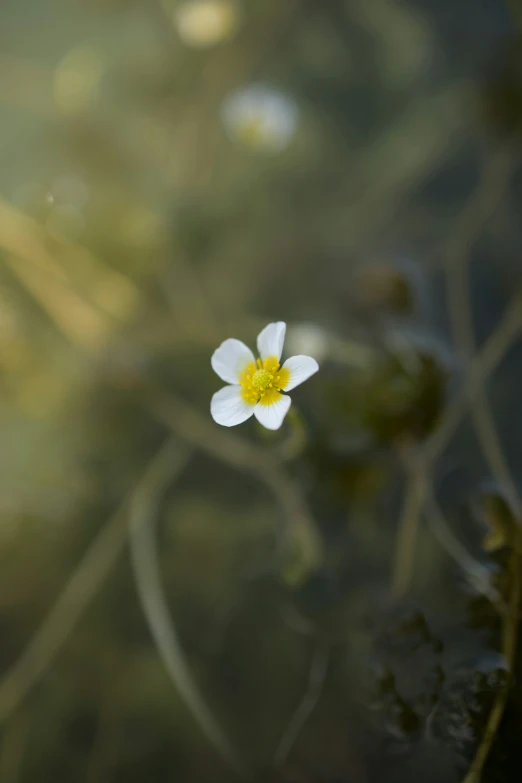 a small white flower floating on top of water
