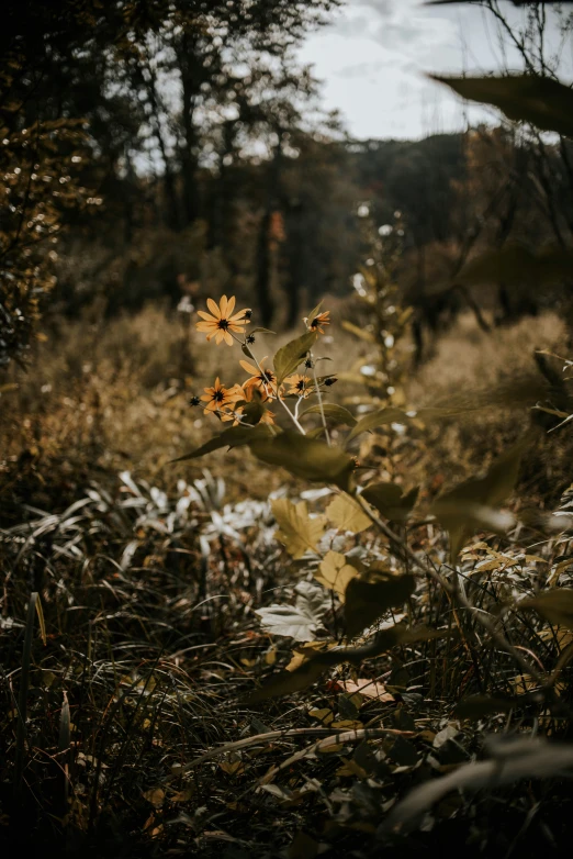 a cluster of small orange flowers surrounded by tall grass