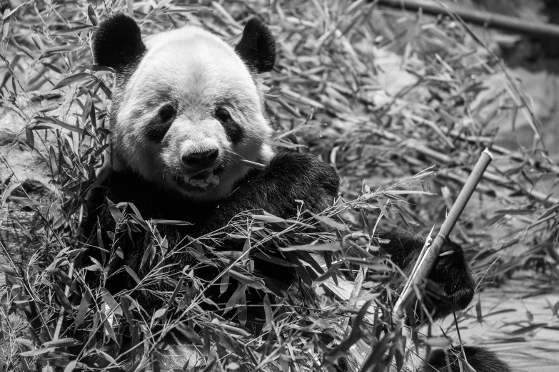 a black and white po of a panda bear