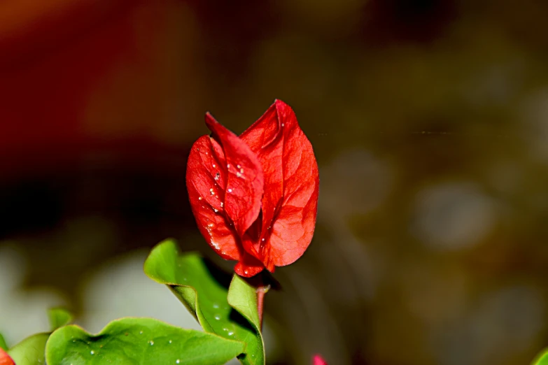 red flower with leaves on a rainy day