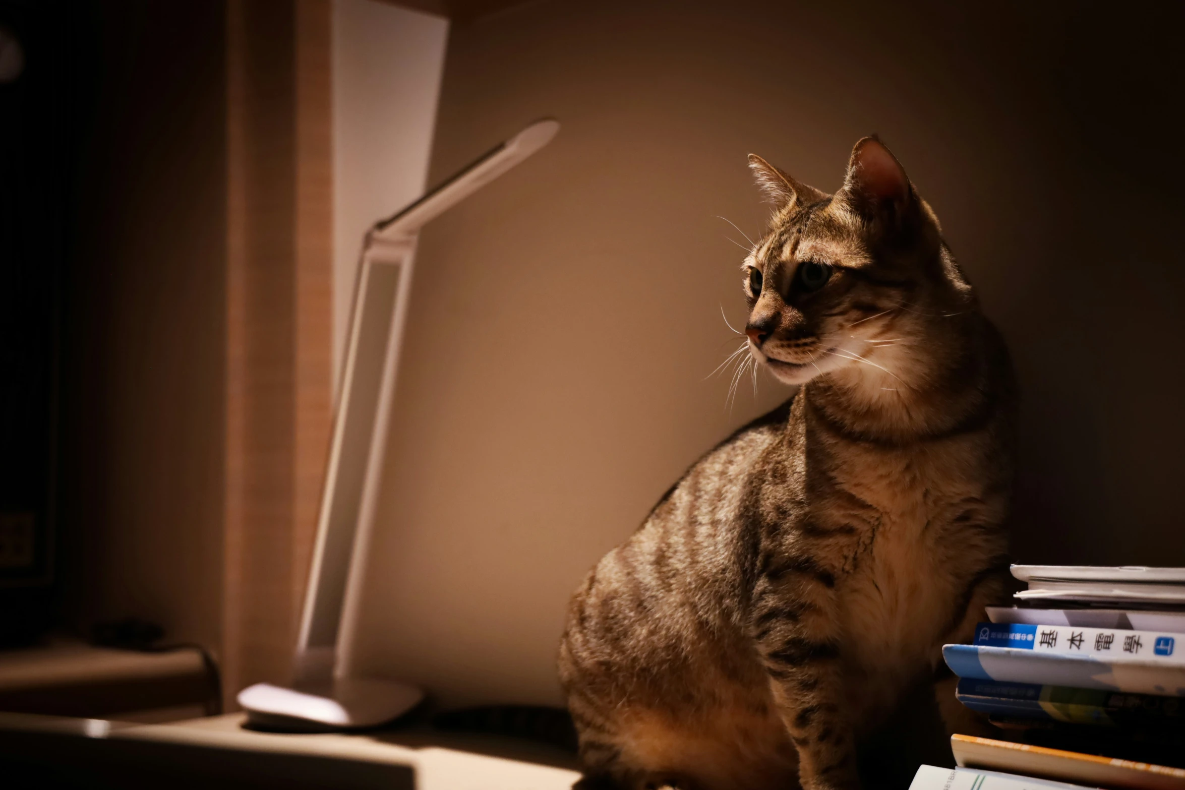 a cat is sitting next to a keyboard