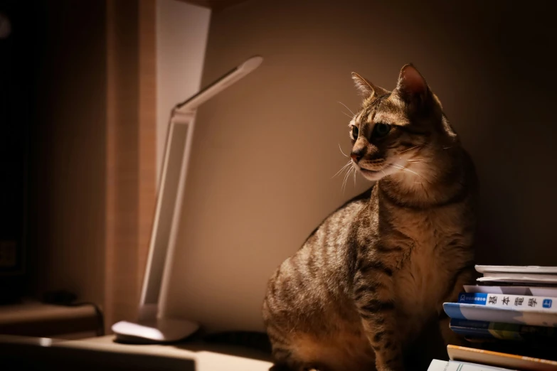 a cat is sitting next to a keyboard